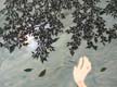 Hand in River